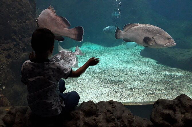 chania-childrens-day-cretaquarium-dinosauria-and-labyrinth-park