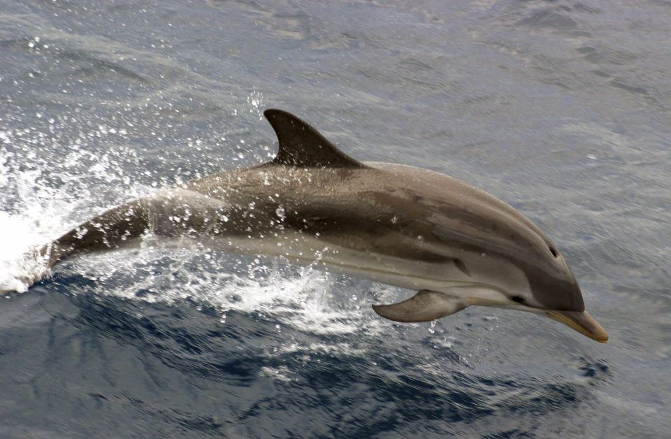 charleston-sightseeing-harbor-tour-dolphin-watch