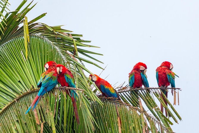 chuncho-macaw-clay-lick-full-day