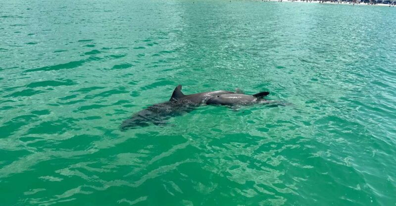 clearwater-beach-dolphin-island-sandbar-cruise