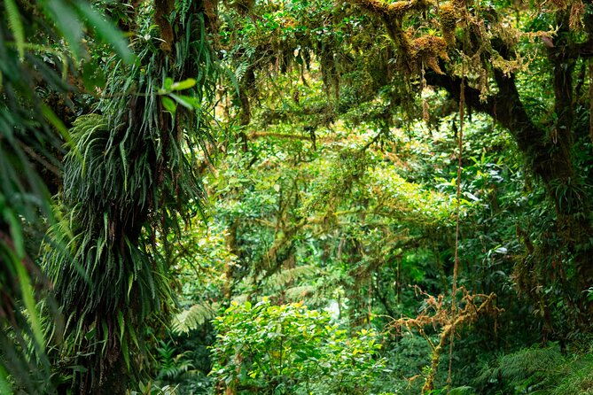 cloud-forest-natural-history-tour