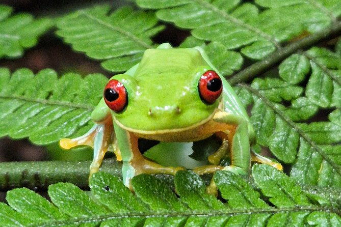 cloud-forest-wonders-guided-tour