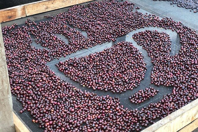 coffee-farm-and-salento-walking-tour-4