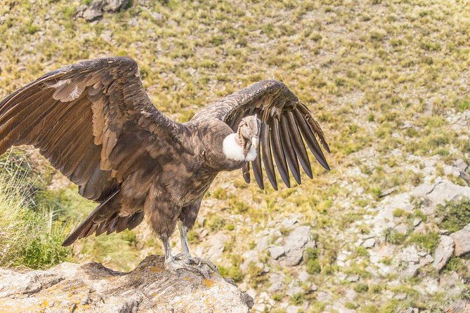 colca-canyon-2-days-from-puno-to-arequipa