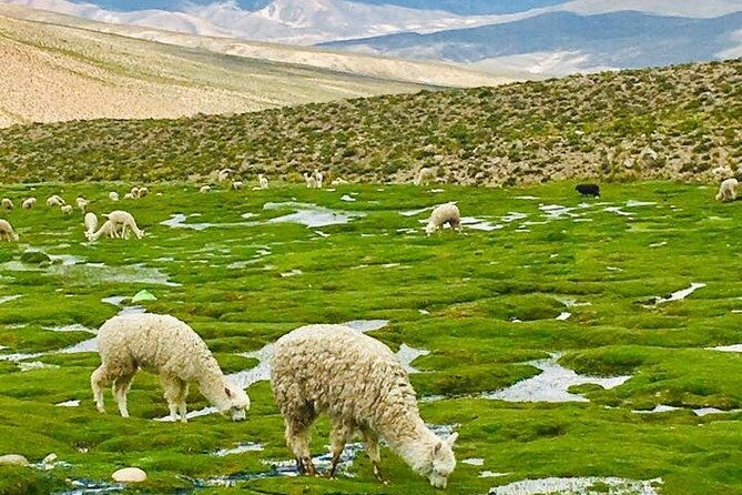 colca-canyon-tour-2d-short-hiking-overnight-in-small-village-ending-in-puno