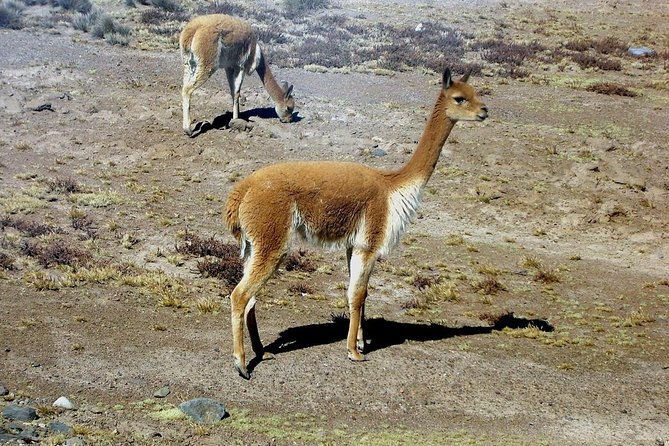 colca-full-day-group-tour