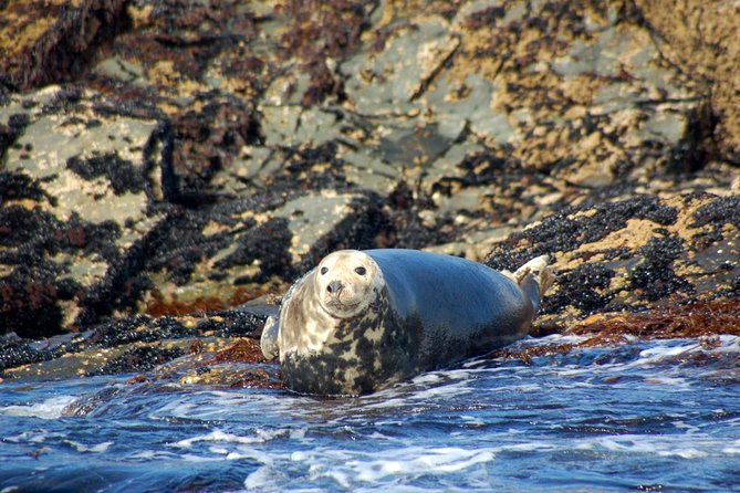 connemara-inishturk-island-wildlife-watching-cruise-private-guided-full-day