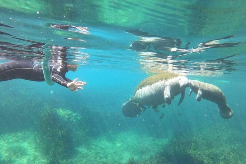 crystal-river-manatee-snorkel-with-in-water-guide