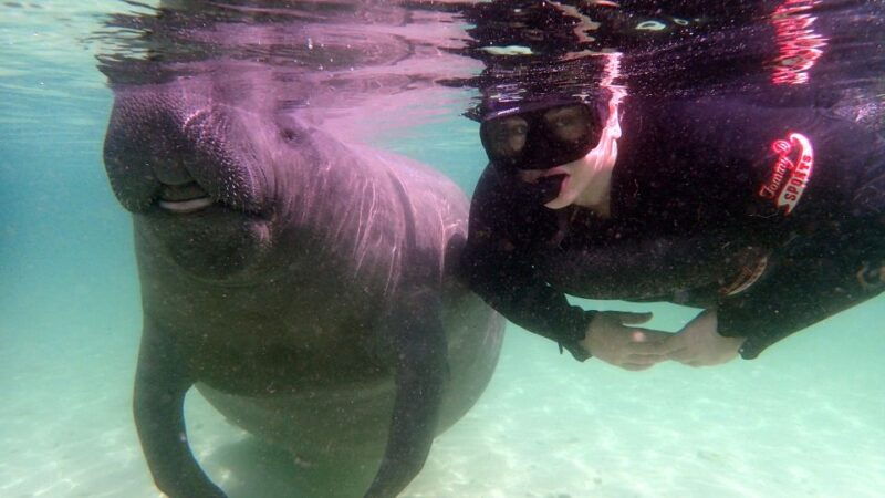 crystal-river-snorkel-with-manatees-dolphin-airboat-trip