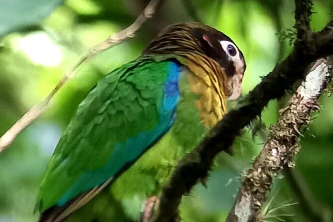 curicancha-birdwatching-tour-2