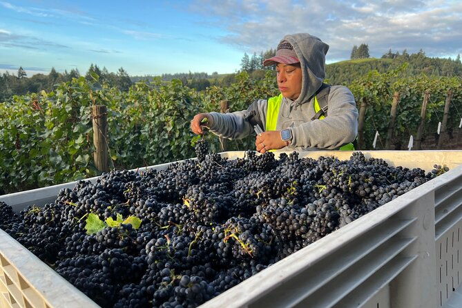 custom-willamette-wine-tours-from-the-allison-inn-and-spa