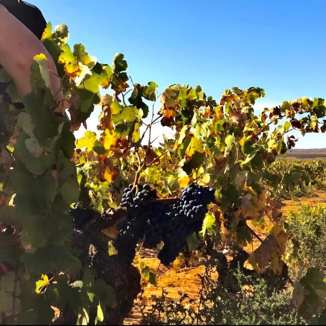 day-trip-and-discover-the-heart-of-alicantes-wine-country
