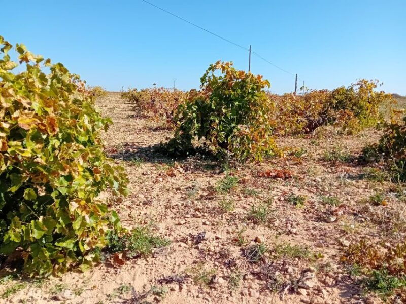 discover-madrids-best-exclusive-wine-tour-tastings-await-2