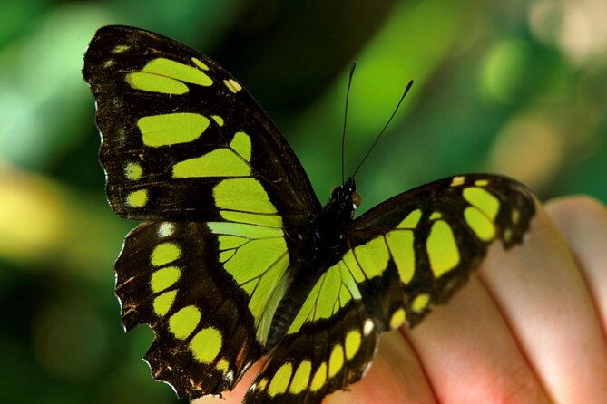 discover-the-butterflies-of-costa-rica