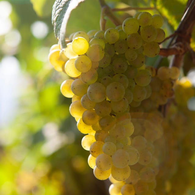 discover-the-essence-of-txakoli-wine-from-san-sebastian