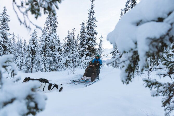 dog-sledding-excursion-to-kiruna