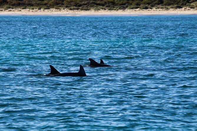 dolphin-adventure-in-sotogrande-with-drink-included