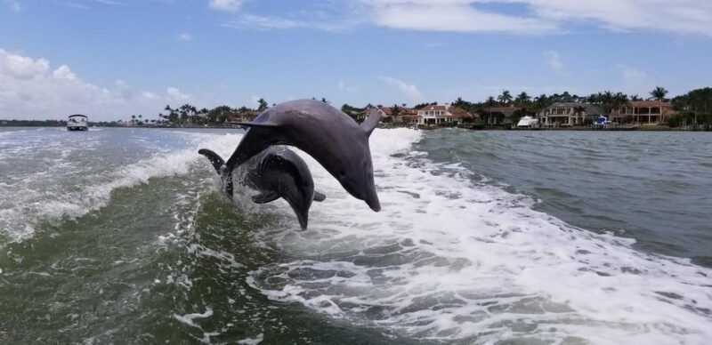 dolphin-watch-eco-cruise