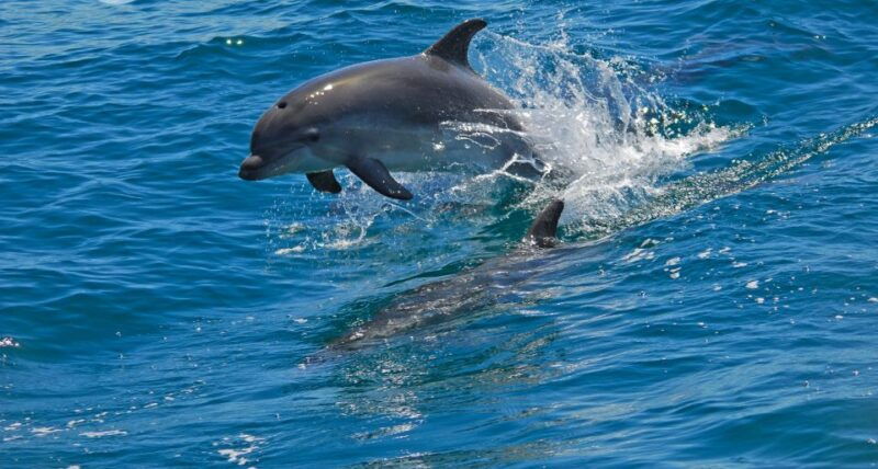 dolphin-watching-in-the-wild-half-day-private-tour
