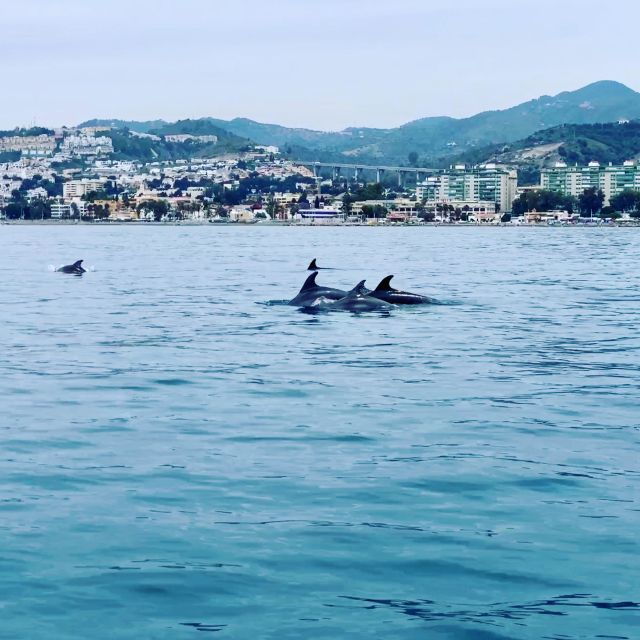 dolphin-watching