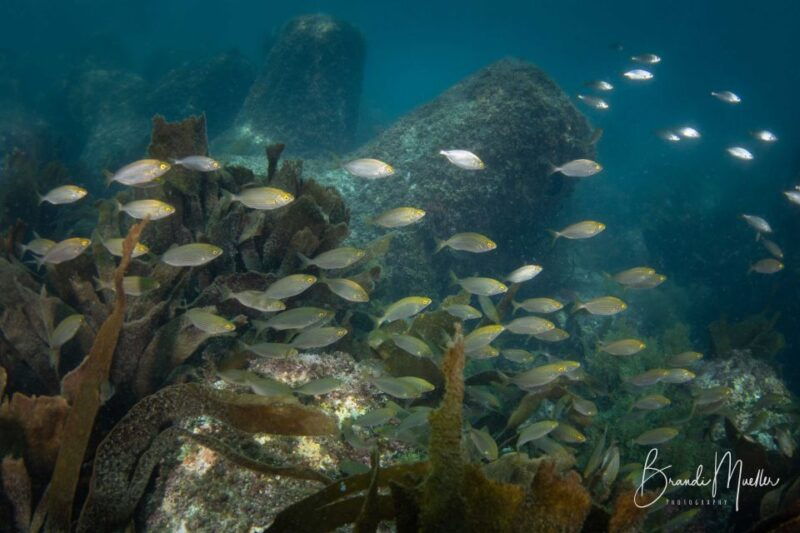 double-scuba-dive-on-a-marine-reserve