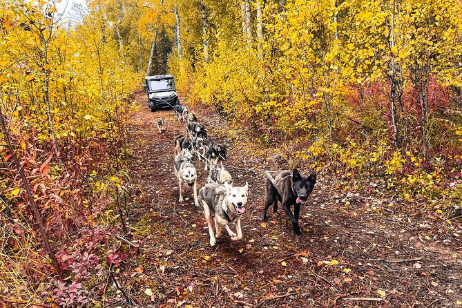 dryland-dog-sled-tour