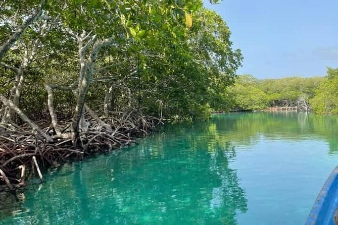 east-side-mangrove-tunnel-wildlife-encounter