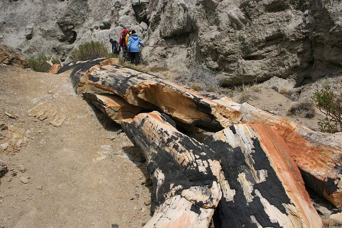 el-calafate-day-trip-to-the-spectacular-petrified-forest-la-leona