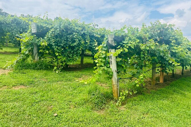 elijay-three-vineyards-private-wine-tasting-tour-from-atlanta