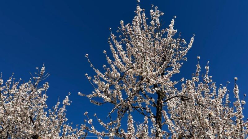 embrace-the-enchantment-of-mallorcas-almond-blossom-season