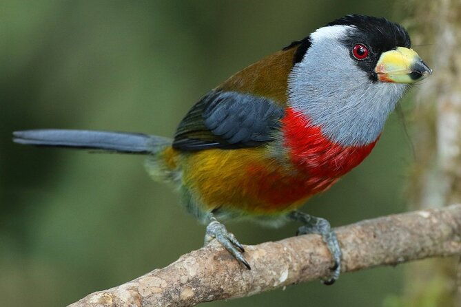 enjoy-the-beauty-of-the-birds-of-the-northwest