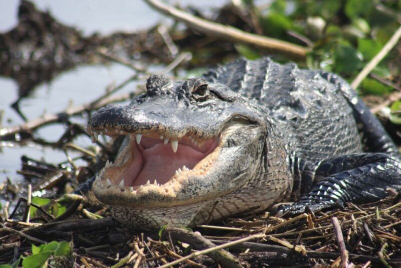 everglades-day-safari-from-sanibel-fort-myers-naples