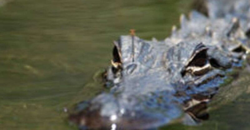 everglades-everglades-alligators-and-orchids-kayak-eco-tour