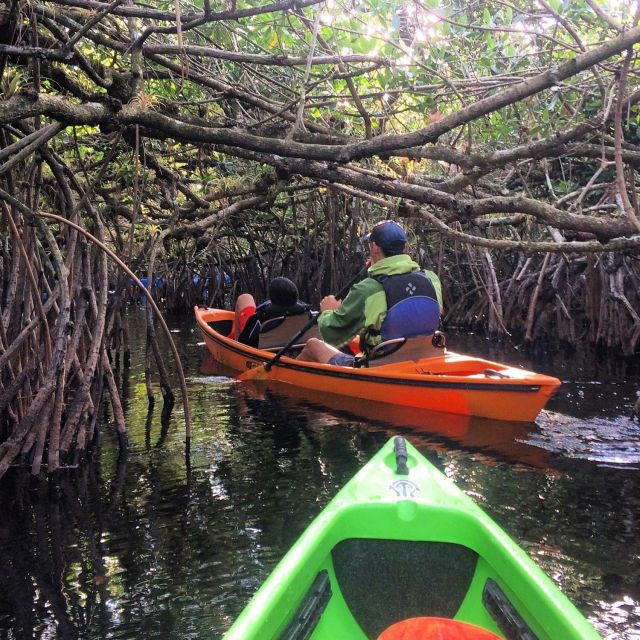 everglades-kayak-safari-adventure-through-mangrove-tunnels