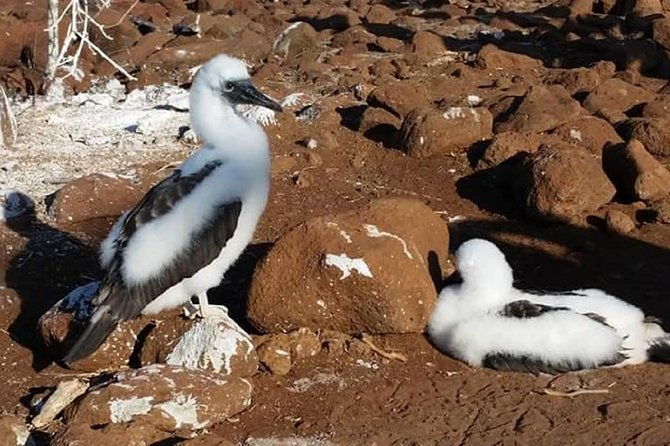 explore-san-cristobal-santa-cruz-galapagos-islands-5-days