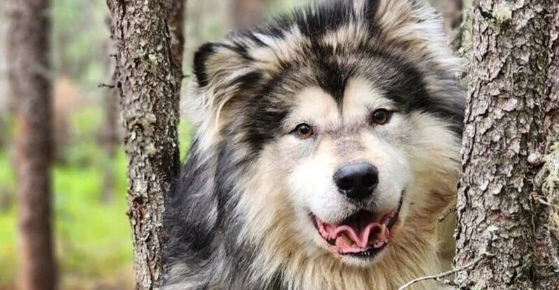 fairbanks-alaskan-summer-sled-dog-adventure