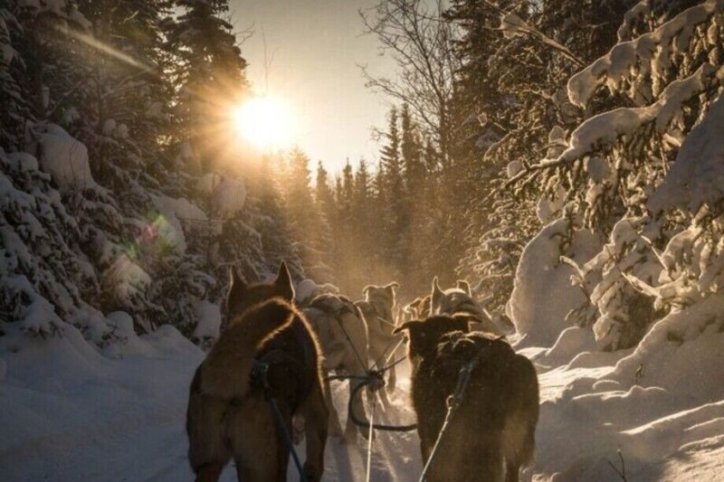 fairbanks-private-mush-on-the-historic-yukon-quest-trail