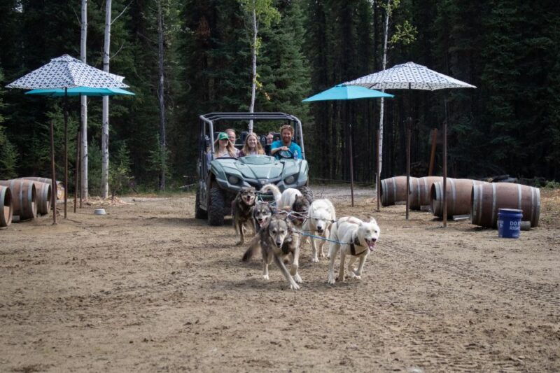 fairbanks-summer-mushing-cart-ride-and-kennel-tour