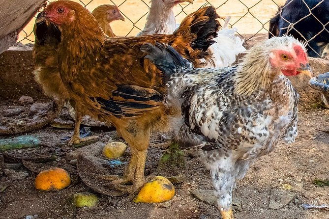 farm-to-table-cooking-class-in-an-organic-farm-laconia-greece