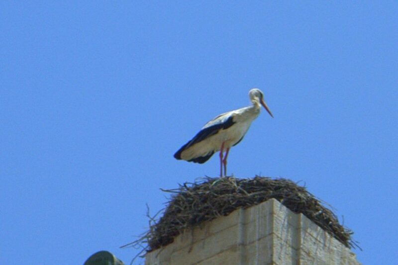 faro-private-walking-tour