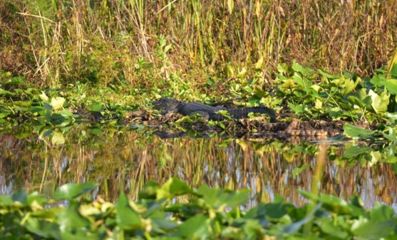florida-90-minute-everglades-cruise