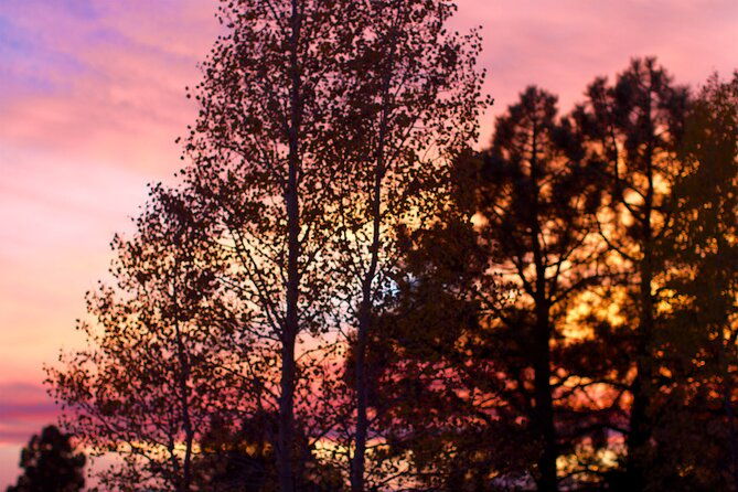 forest-bathing-and-meditation-on-mt-lemmon