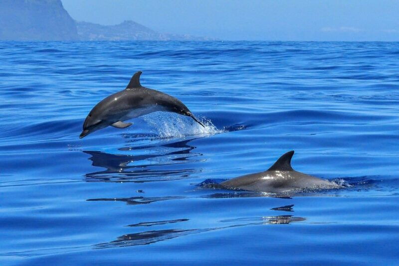 from-alcudia-sunrise-dolphin-watching-boat-tour