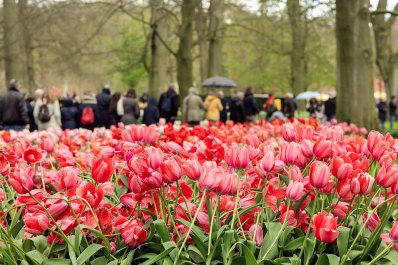 from-amsterdam-keukenhof-tulips-windmills-volendam
