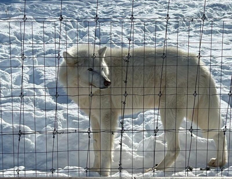 from-anchorage-alaska-wildlife-center-turnagain-arm-tour