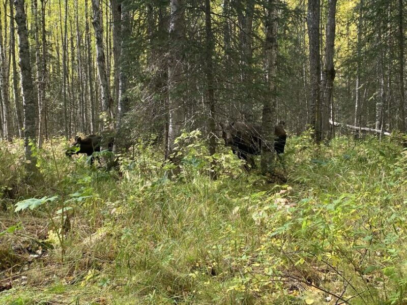 from-anchorage-chugach-state-park-walk-with-naturalist