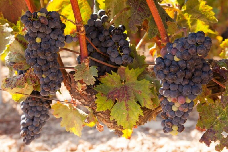 from-atlanta-half-day-wine-country-tour