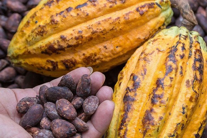 from-cacao-to-chocolate-private-tour-in-manta