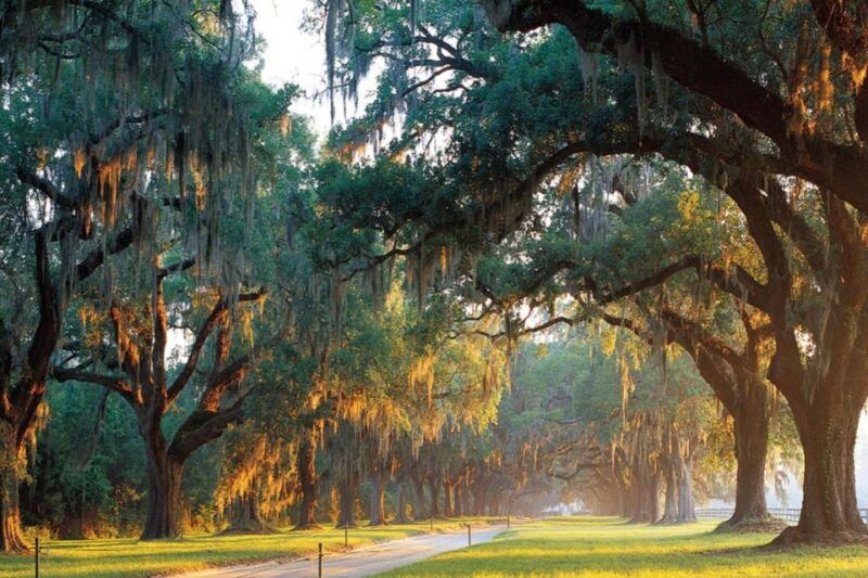 from-charleston-boone-hall-plantation-entry-with-transfers