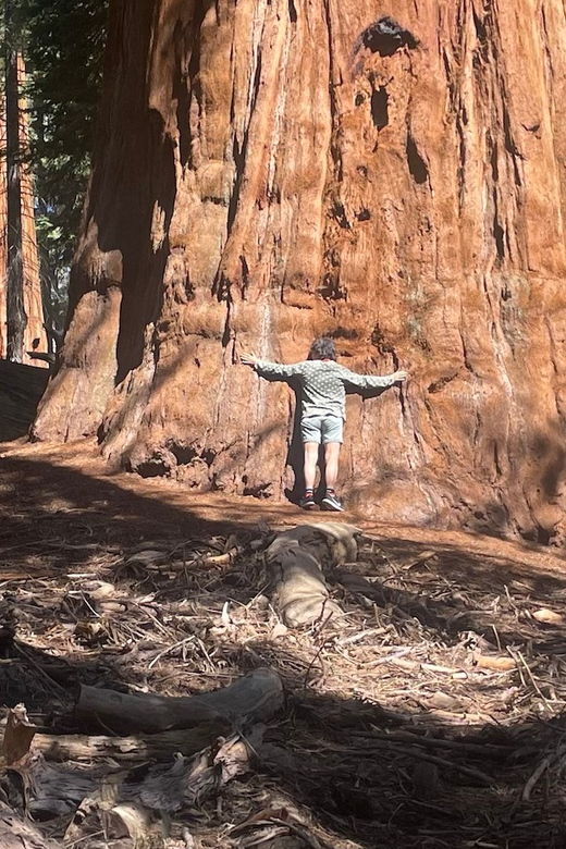 from-fresno-sequoia-national-park-tour-w-transfer-lunch